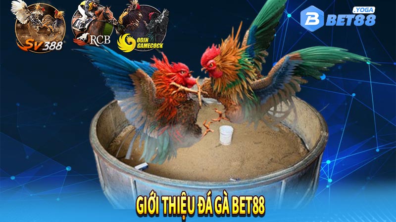 Giới thiệu đá gà Bet88 